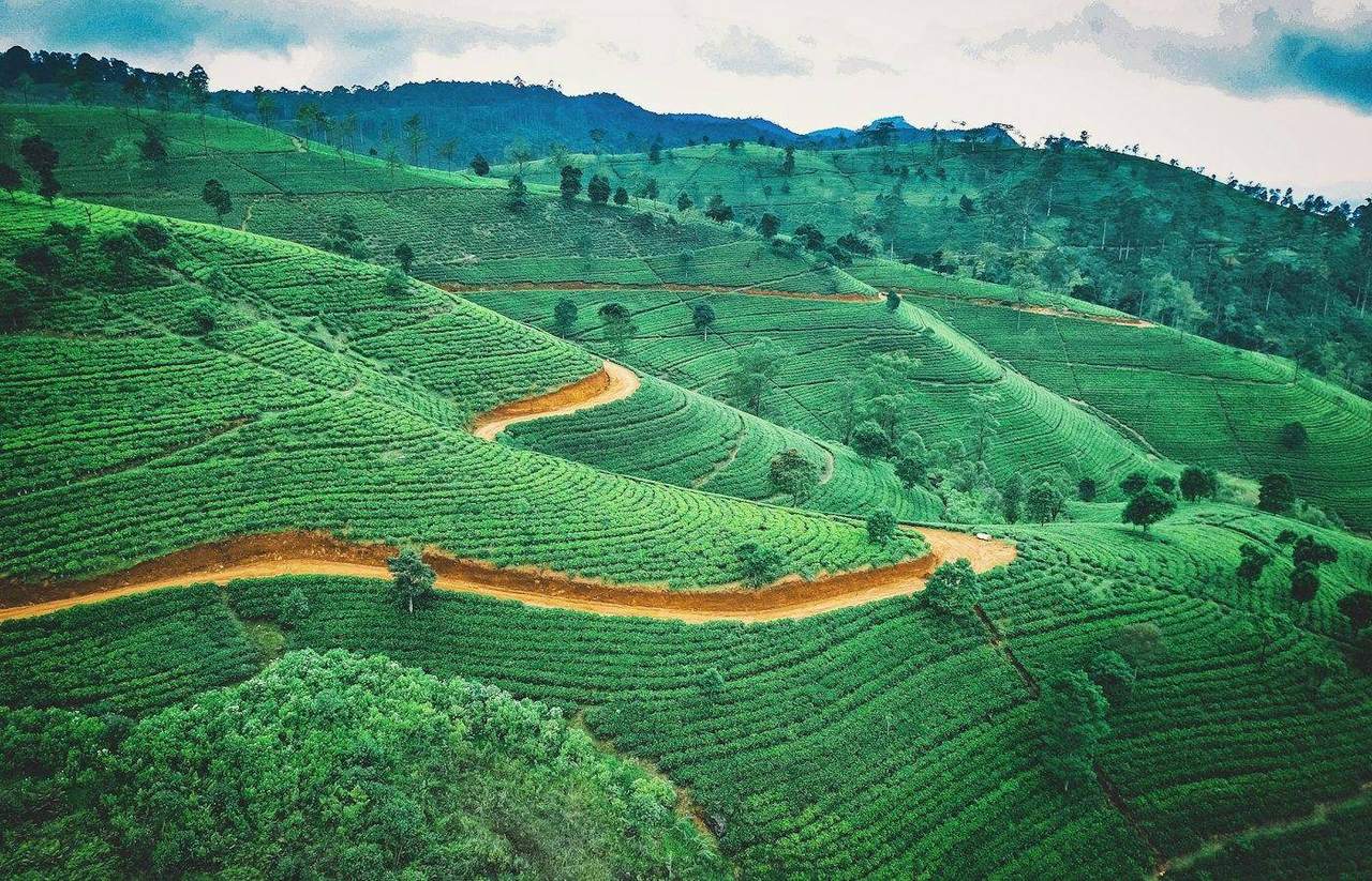 Tea estate hills